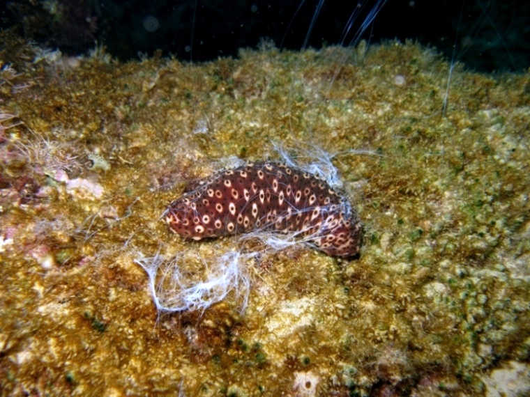 Holothuria sanctori (Delle Chiaje, 1823)  e Tubi di Cuvier